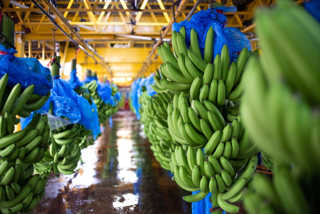 Banana plantation Costa Rica