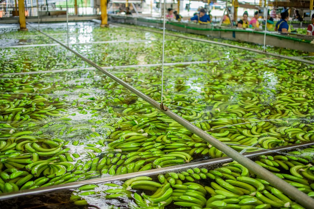 Banana plantation Costa Rica