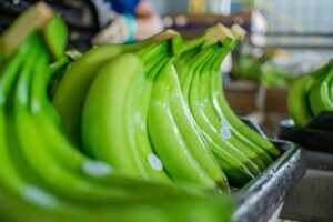 El banano es la fruta comercializada más importante del mundo en términos de valor de exportación