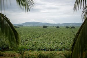 Erst kam Corona, dann TR4 – Das Ende der Billigbanane