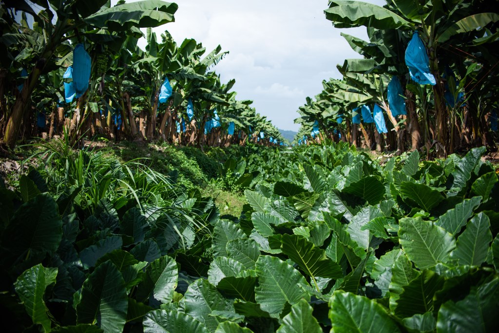 Banana plantation Costa Rica