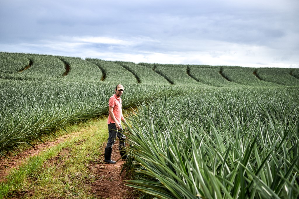 Pineapple plantation Costa Rica