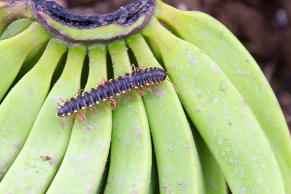 Banana plantation Costa Rica