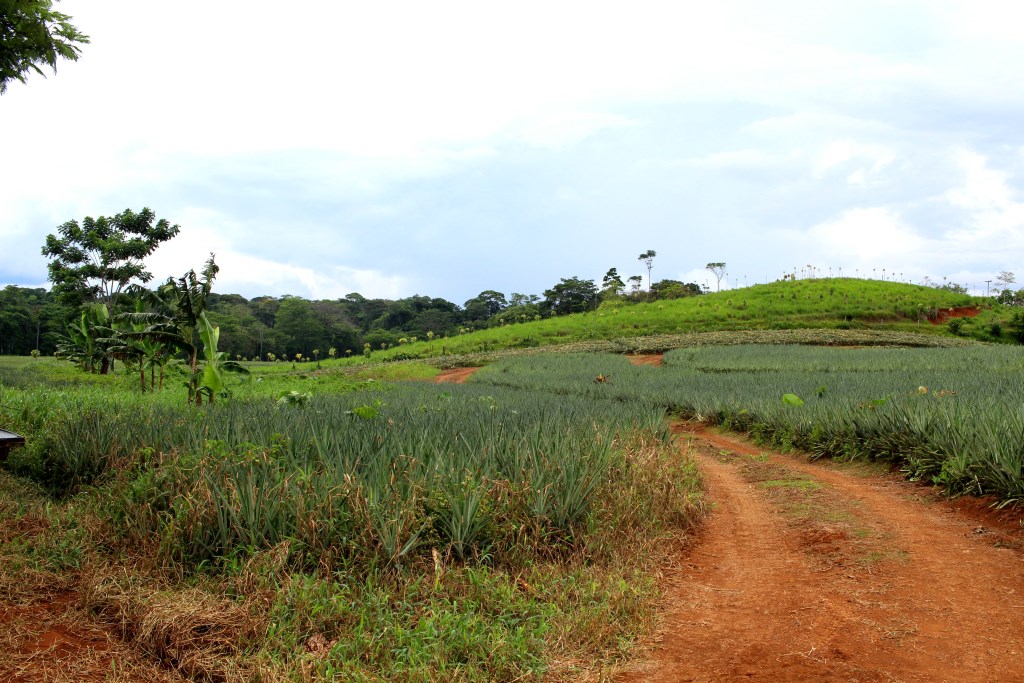 Pineapple plantation Costa Rica