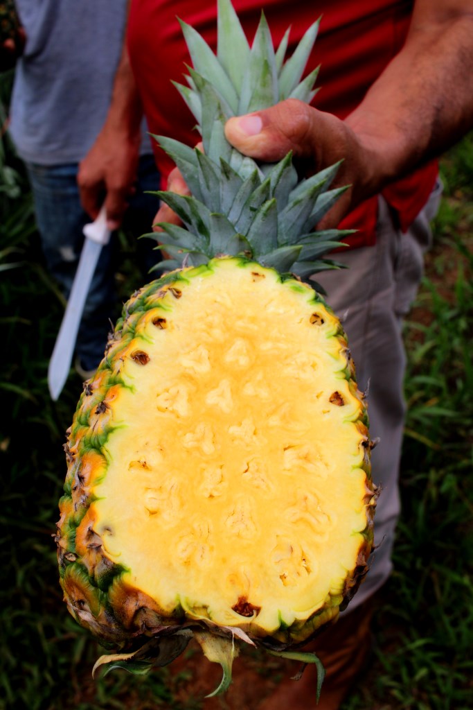 Pineapple plantation Costa Rica