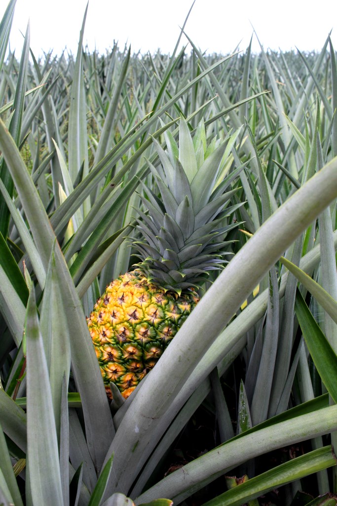 Pineapple plantation Costa Rica