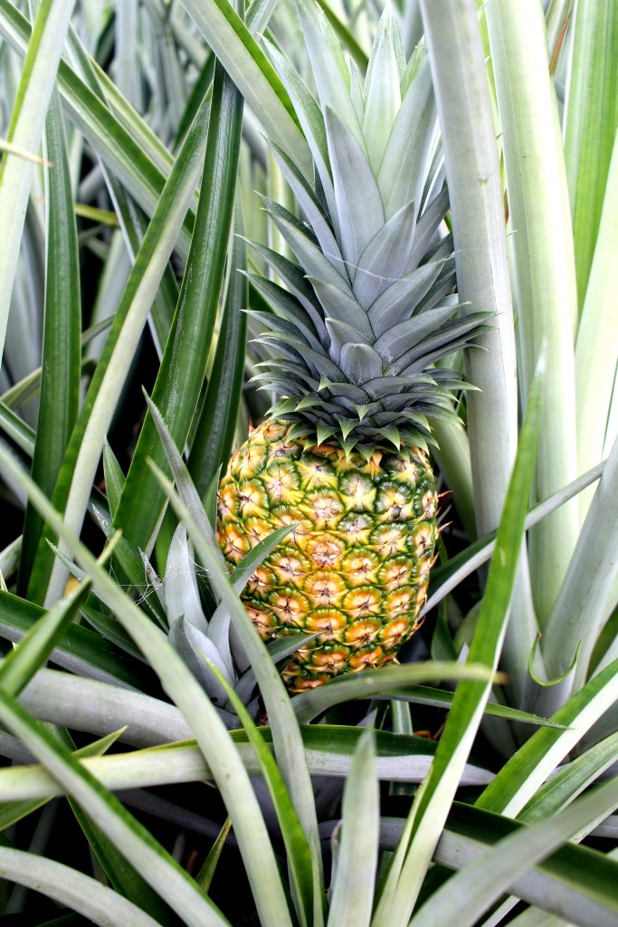 Pineapple plantation Costa Rica