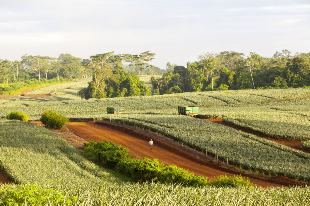 Pineapple plantation Costa Rica