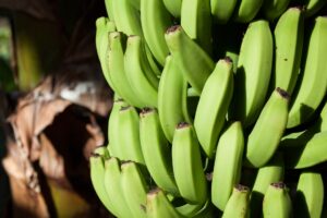 Nuevo estudio sobre el impacto del cambio climático en la producción de banano en América Latina