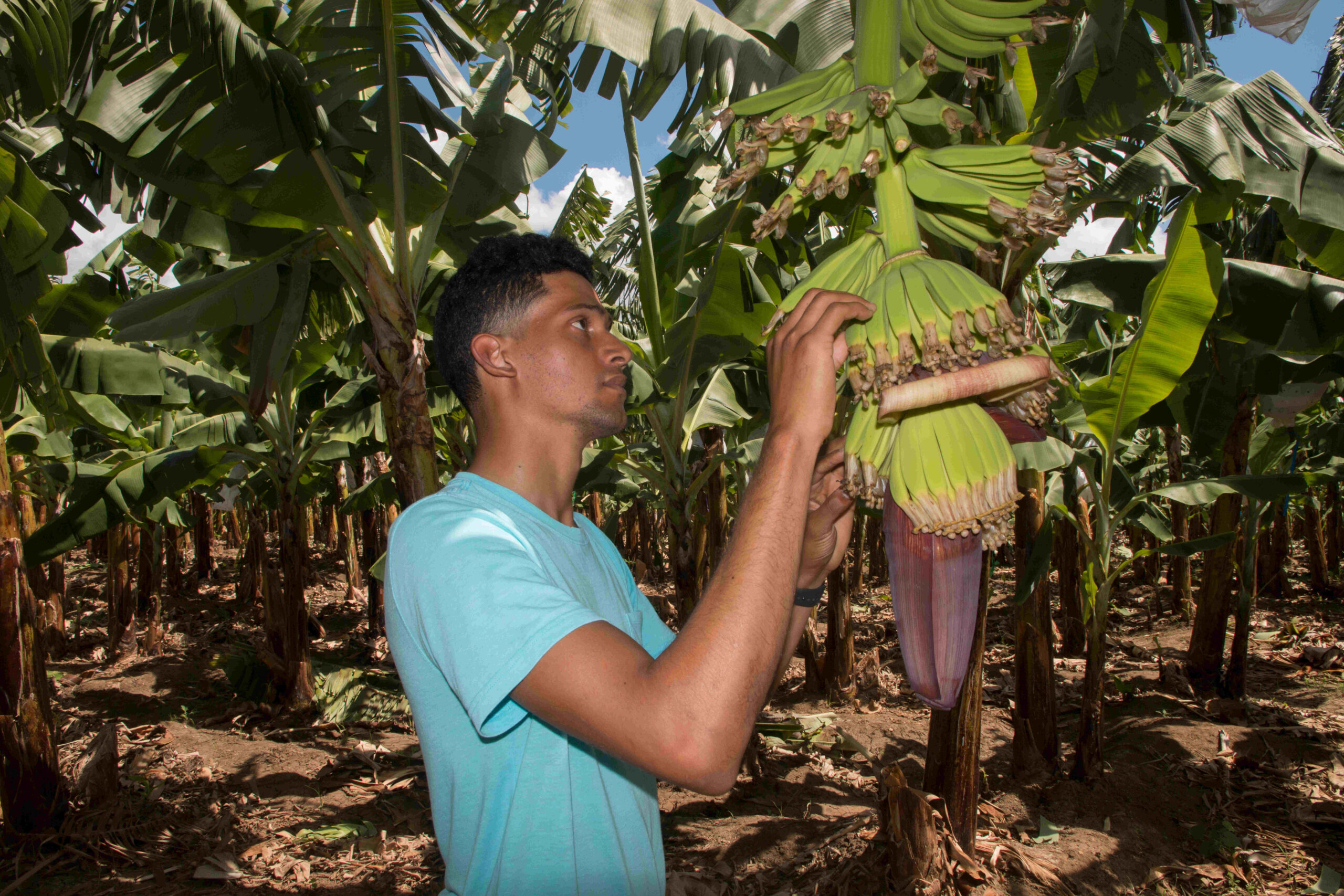 Carlos Tejada in seiner Bananenplantage