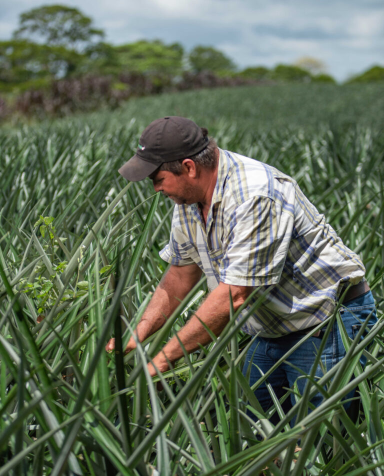 Alvaro Vargas in seiner Ananasplantage